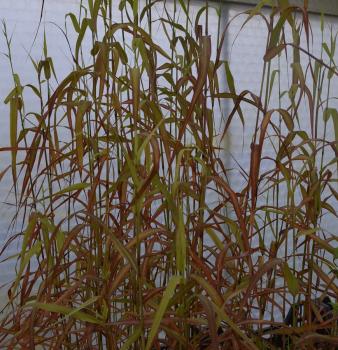 Palmarosa- Gras (Pflanze)